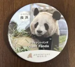 2026年最新】アドベンチャーワールド 缶バッジの人気アイテム - メルカリ